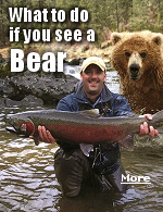 While it�s normal to be nervous about encountering a bear while in the wilderness, the first thing you need to know is that bear attacks are extremely rare